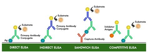 elisa kit full form|what is an elisa.